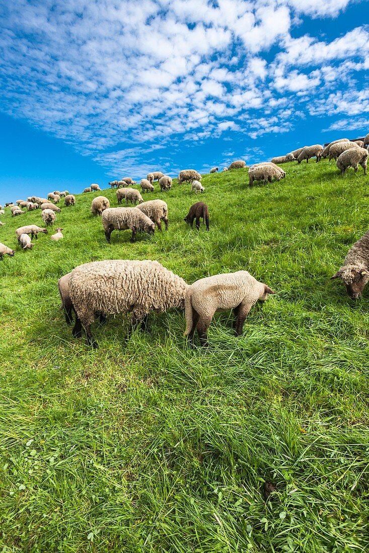 Sheep grazing peacefully, Lower Saxony, Germany, Europe