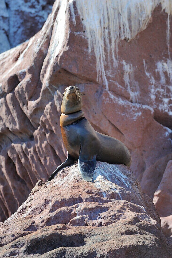 Mexico, Baja California, World Heritage Site, Los Islotes island, Sea lion