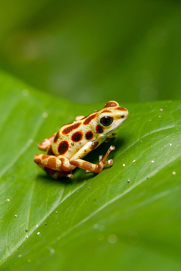 Yellow Bastimentos Poison-dart frog Oophaga pumilio formerly Dendrobates pumilio on Isla Bastimentos, Bocas del Toro, Panama