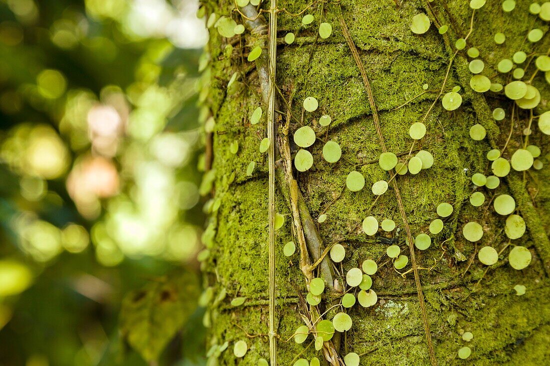 Moss and lichen growing on a tree on Isla Bastimentos, Bocas del Toro, Panama
