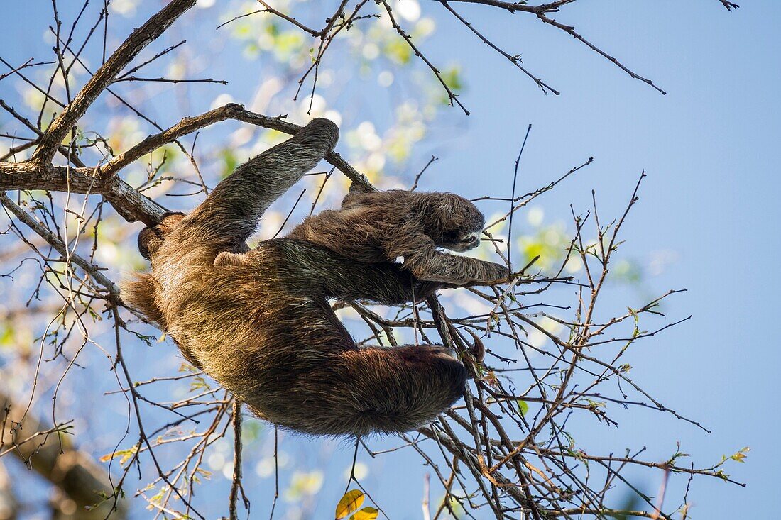 Three-toed sloth Bradypus variegatus mother and baby foraging on Isla Carenero, Bocas del Toro, Panama