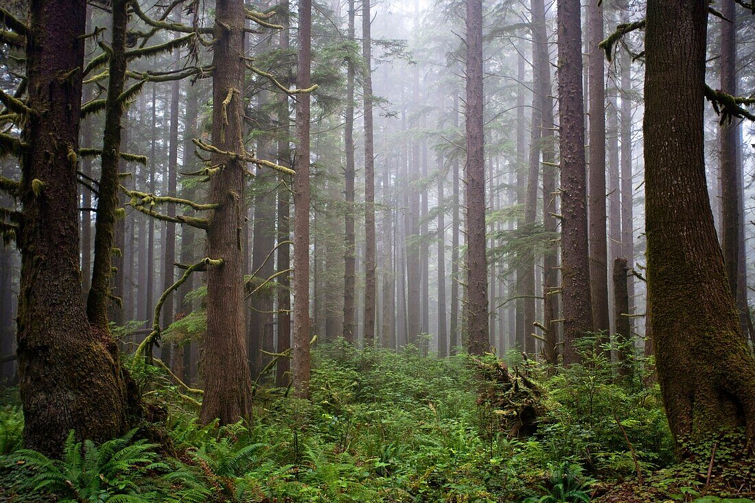 California Redwood Groves