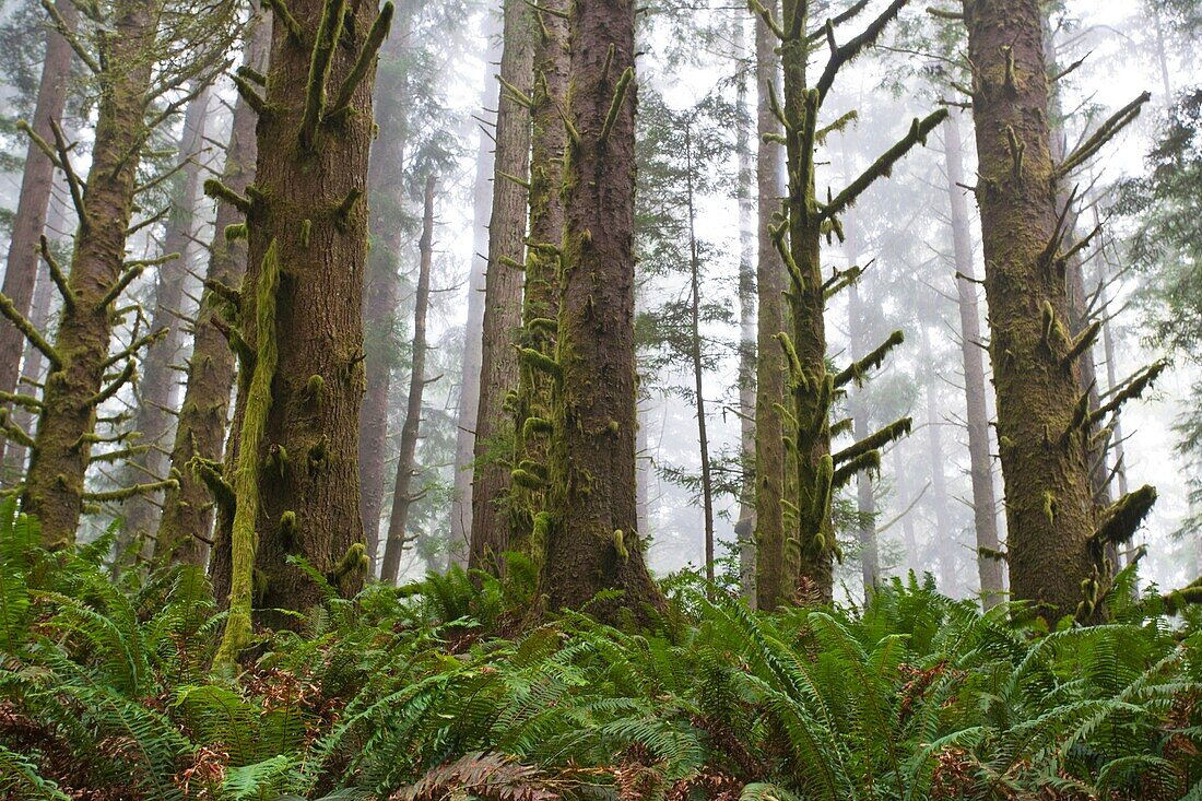 California Redwood Groves