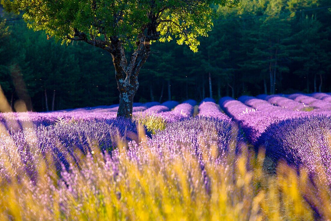 Blooming field of Lavender Lavandula angustifolia around Sault and Aurel, in the Chemin des Lavandes, Provence-Alpes-Cote d´Azur, Southern France, France, Europe, PublicGround