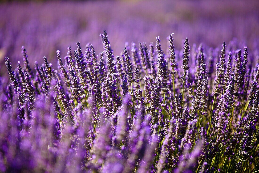 Blooming field of Lavender Lavandula angustifolia around Boux, Luberon Mountains, Vaucluse, Provence-Alpes-Cote d´Azur, Southern France, France, Europe, PublicGround