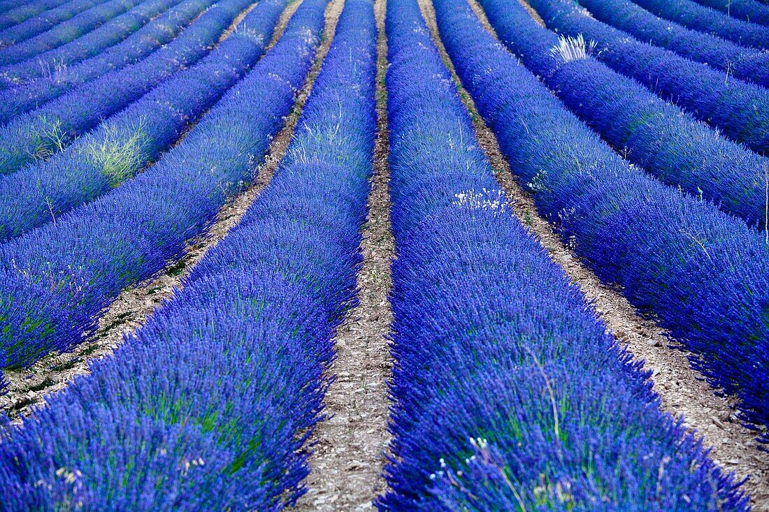 Blooming field of Lavender Lavandula angustifolia around Sault and Aurel, in the Chemin des Lavandes, Provence-Alpes-Cote d´Azur, Southern France, France, Europe, PublicGround