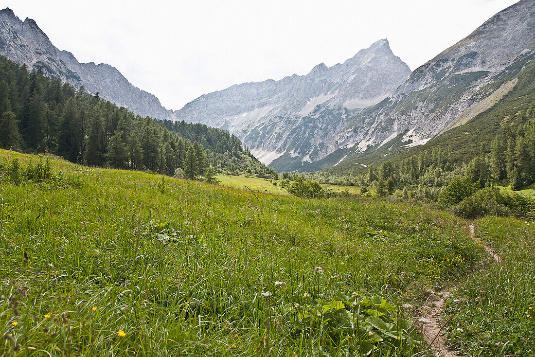 Hicking path through the Hall Valley towards the Rosskopf, mountainflower meadow in summer, Hall in Tirol, Tirol, Austria