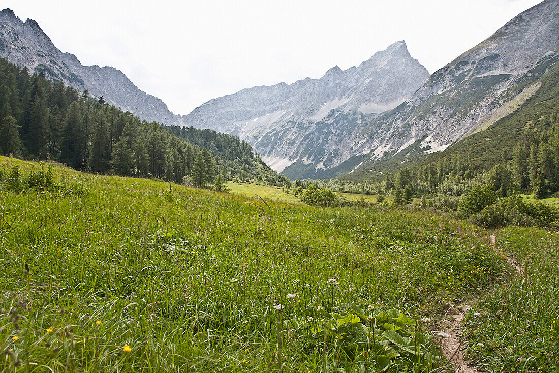 Wanderpfad durch das Halltal zum Roßkopf, Bergblumenwiese im Sommer, Hall in Tirol, Tirol, Österreich