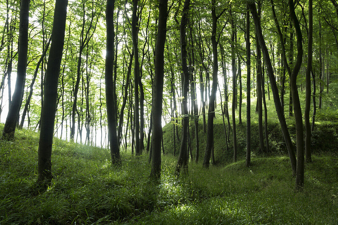 Hilly forest, biosphere reserve, Granitz, Ruegen, Mecklenburg-West Pomerania, Germany