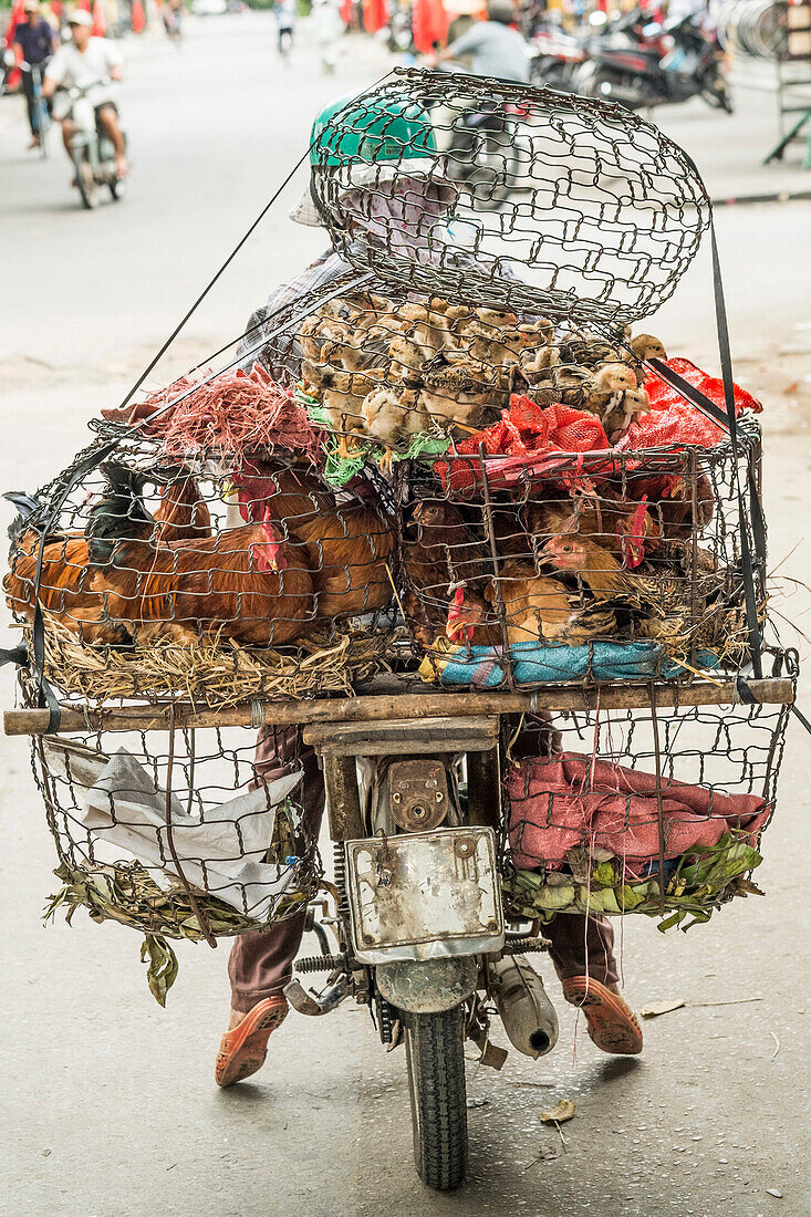 Women transporting live poultry on a moped in Hoi An, central Vietnam, Vietnam, Asia