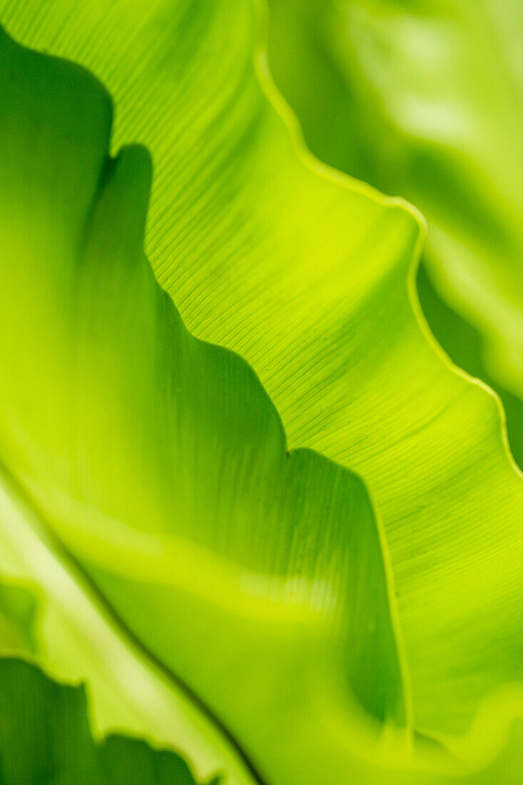 Leaves of a banana tree