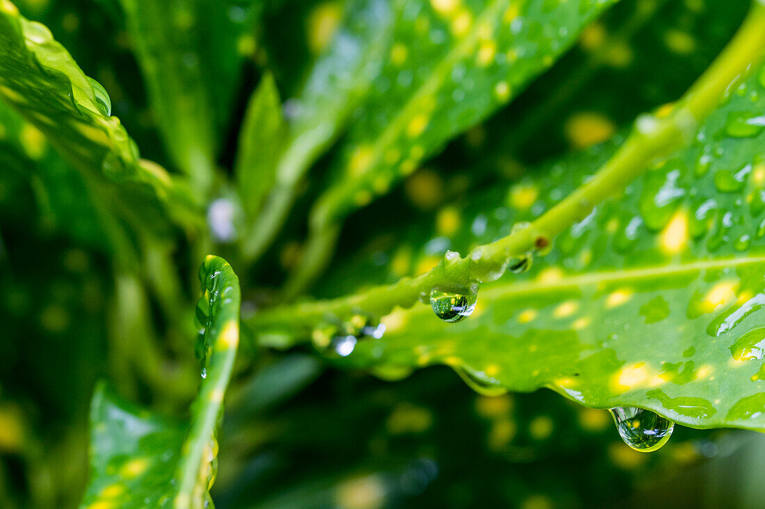Close up of green plants with drops of water, Mui Ne, south Vietnam,  Vietnam, Asia