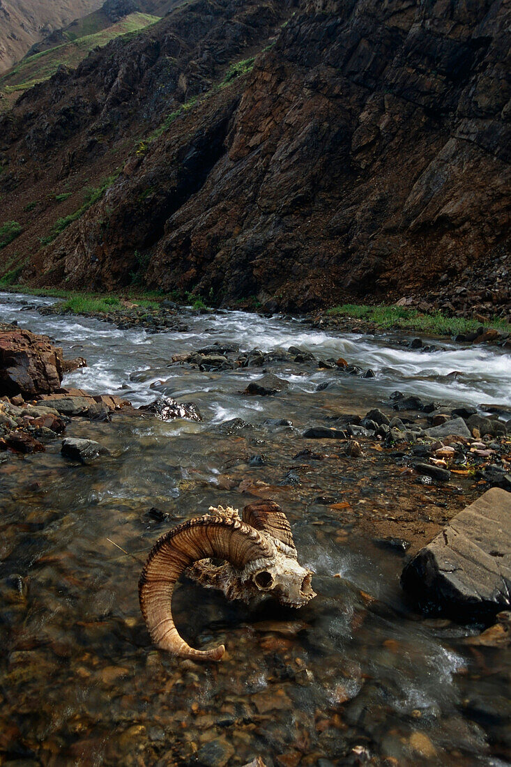 Dall Sheep Ram skull & Horns lay in Tatler Creek Denali National Park Interior Alaska Summer