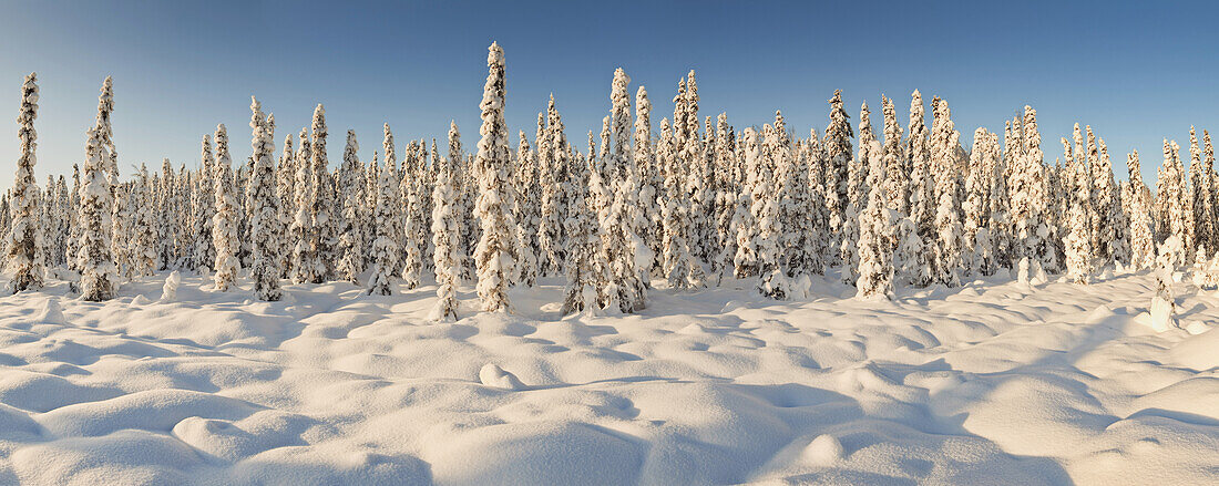Panoramic view of snow-covered spruce trees in late afternoon sun near Chugiak, Southcentral Alaska, Winter