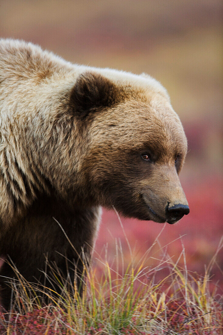 Close up portrait of a smiling Grizzly bear in Denali National Park, Interior Alaska, Fall