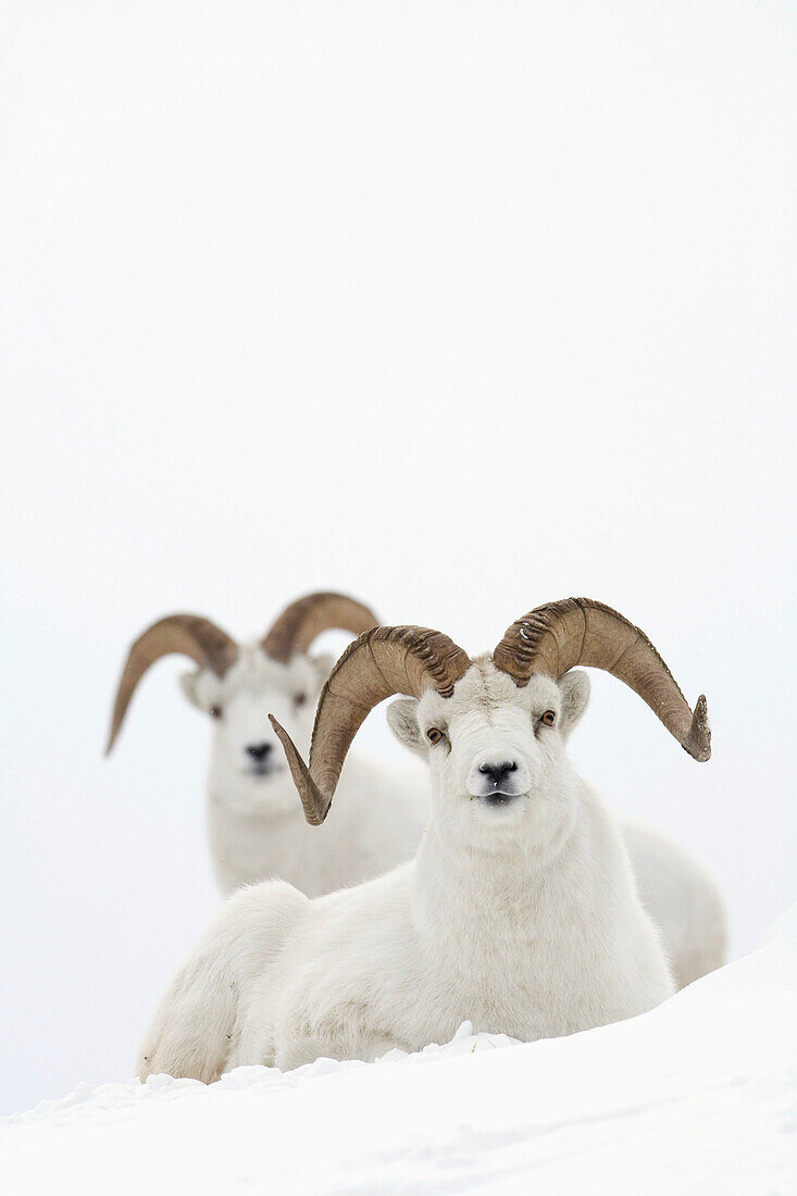 Two Dall Sheep rams bedded in snow on Sheep Mountain, Kluane National Park, Yukon Territory, Canada