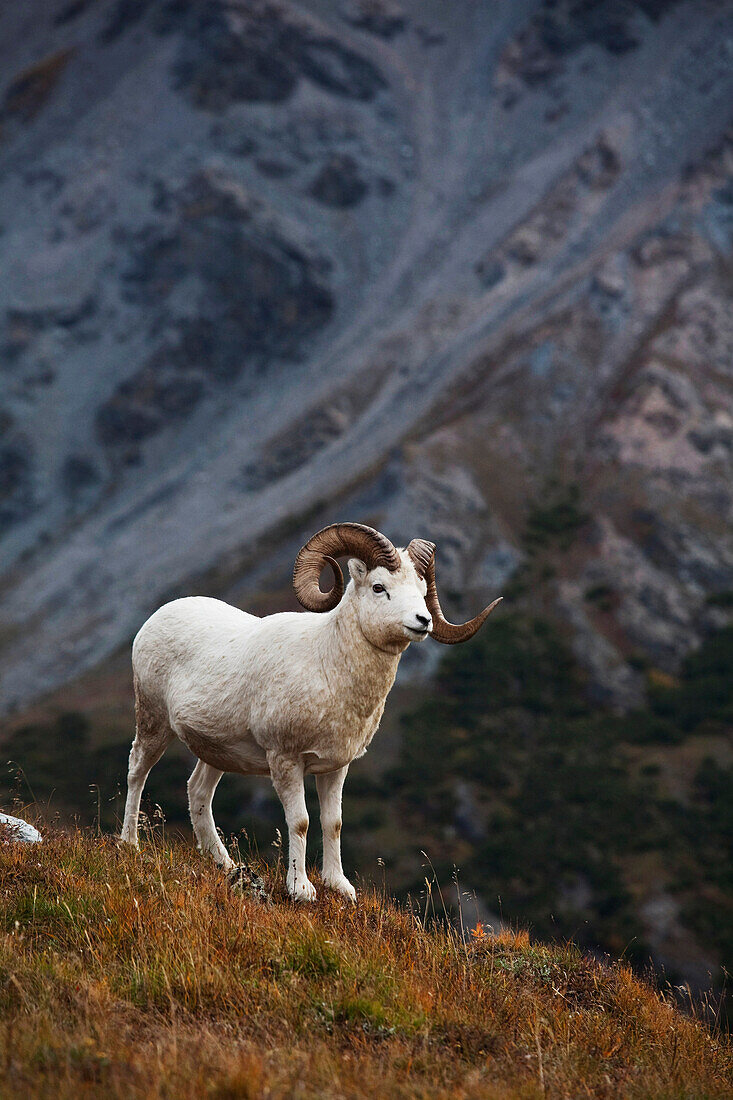 Dall Sheep standing on a ridge with mountain background, Mount Margaret, Denali National Park, Alaska