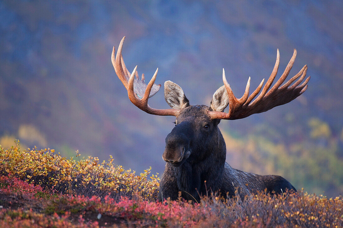 Bull moose bedded down during Autumn, Powerline Pass, Chugach State Park, Chugach Mountains, Alaska