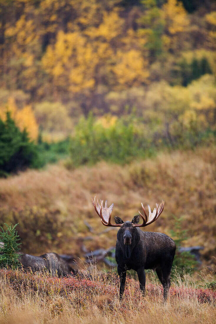Moose bull standing alert in front of Aspen during Fall at Powerline Pass, Chugach State Park, Chugach Mountains, Alaska