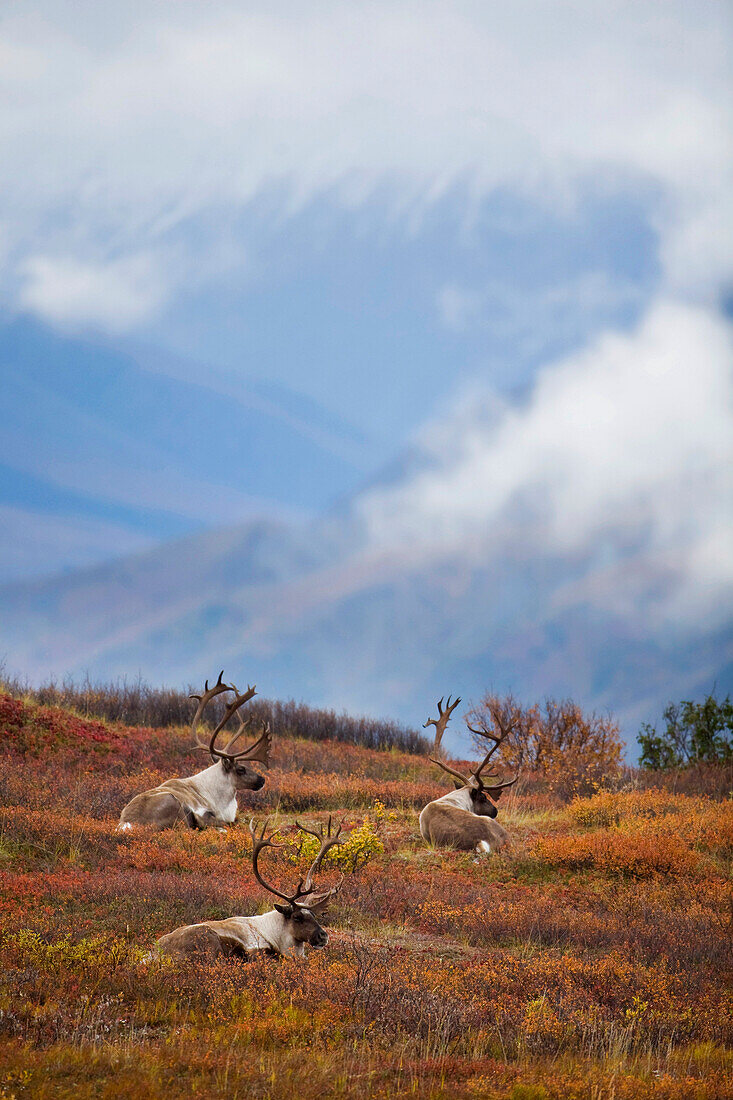 Three bull caribou bedded on Autumn tundra in Denali National Park, Interior Alaska