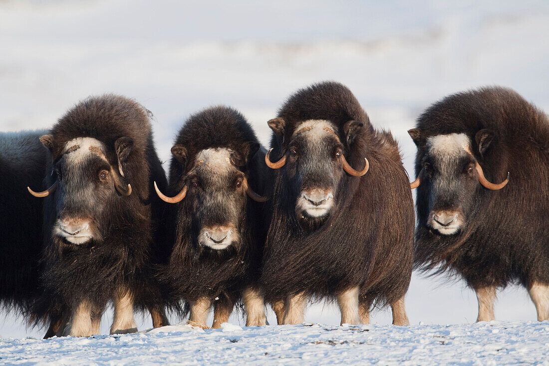 Musk-ox cows in a defensive lineup during Winter on the Seward Peninsula near Nome, Arctic Alaska