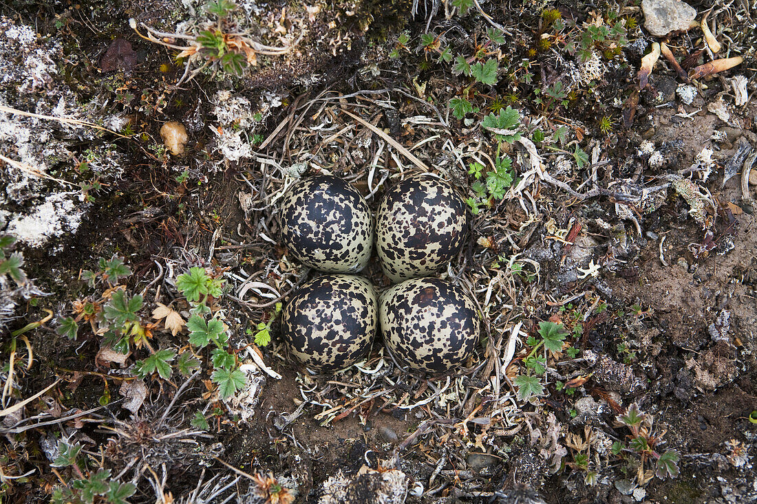 View of camouflaged eggs of an american Golden-Plover, Arctic Coastal Plain, National Petroleum Reserve, Arctic Alaska, Spring