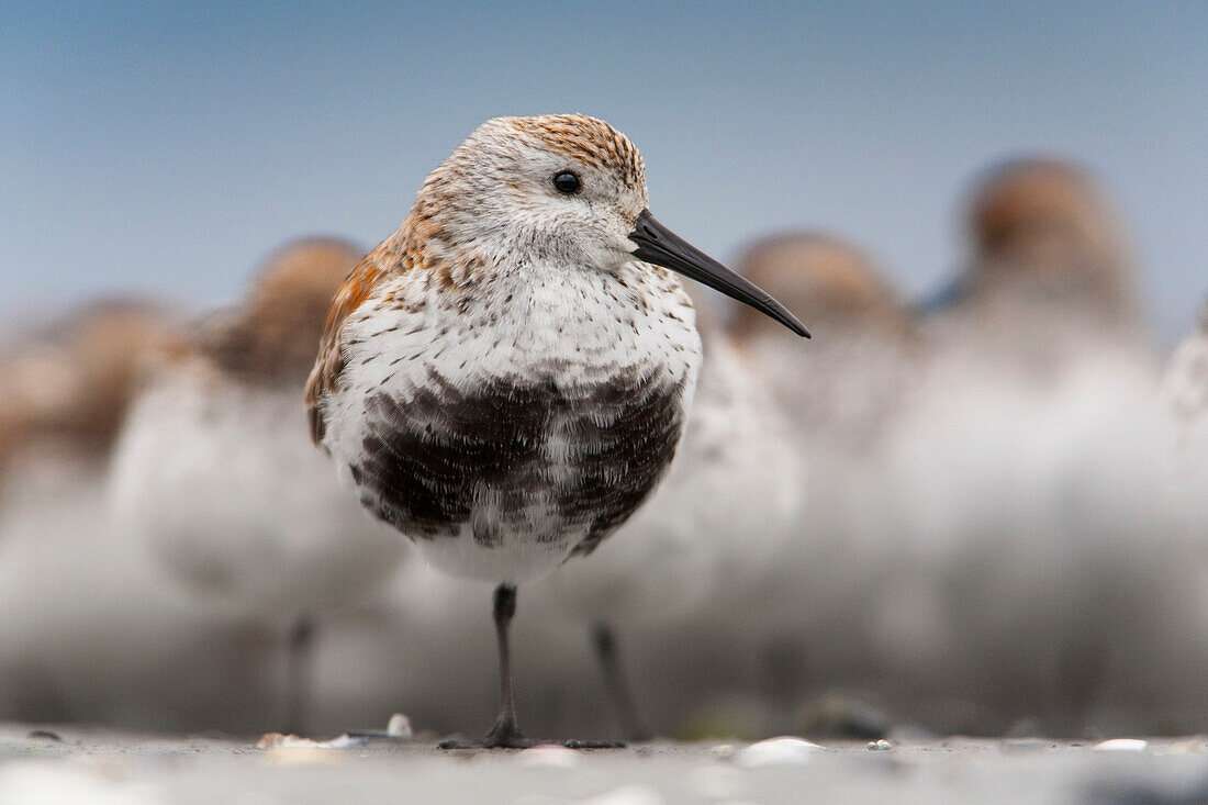 Dunlin roosting with Western Sandpipers on mudflats of Hartney Bay, near Cordova on Copper River Delta, Southcentral Alaska, Spring