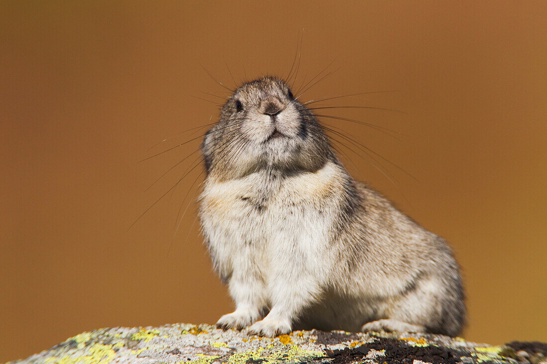 Collared Pika sitting on a lichen coverd rock with inquisitive expression and showing long whiskers, Hatcher Pass, Talkeetna Mountains, Southcentral Alaska, Autumn