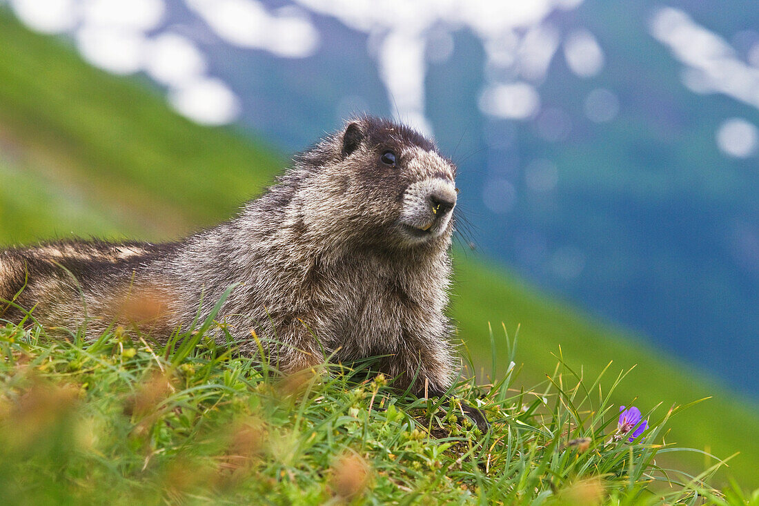 Hoary Marmot at entrance to burrow, Kenai Fjords National Park, Southcentral Alaska, Summer