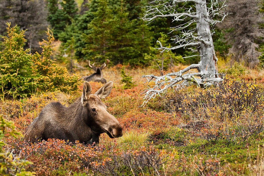 A cow moose rests in a blueberry patch during the Autumn rut in Chugach State Park near Anchorage, Southcentral Alaska, Fall/n