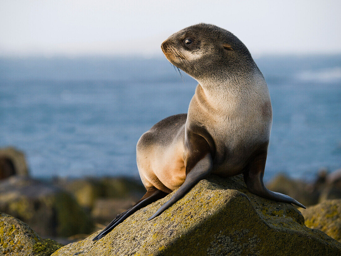 Portrait of a Juvenile Northern Fur Seal, St. Paul Island, Southwest Alaska, Summer