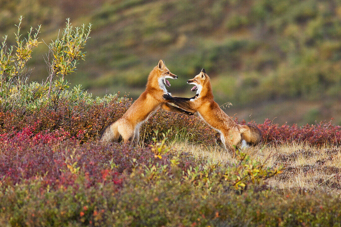 Two foxes near the top of Polychrome Pass in Denali National Park play with each other, Interior Alaska, Autumn