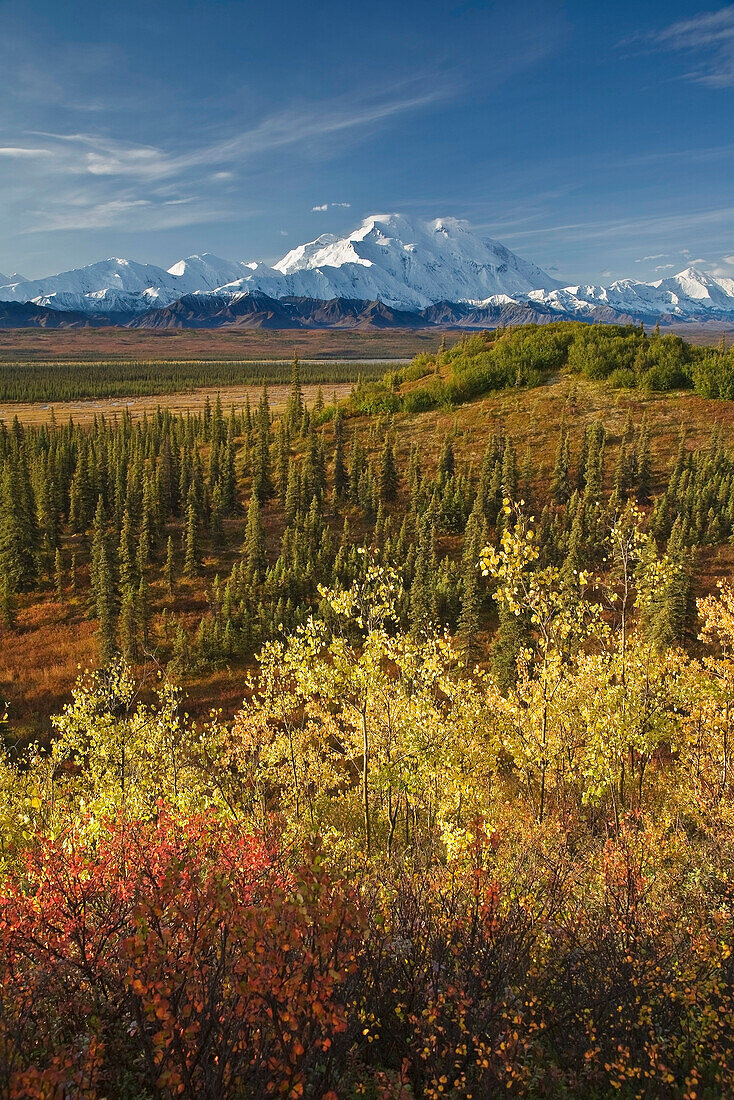 Scenic of Fall tundra and yellow Aspen trees with Mt. Mckinley in the background near Wonder Lake campground, Denali National Park, Alaska