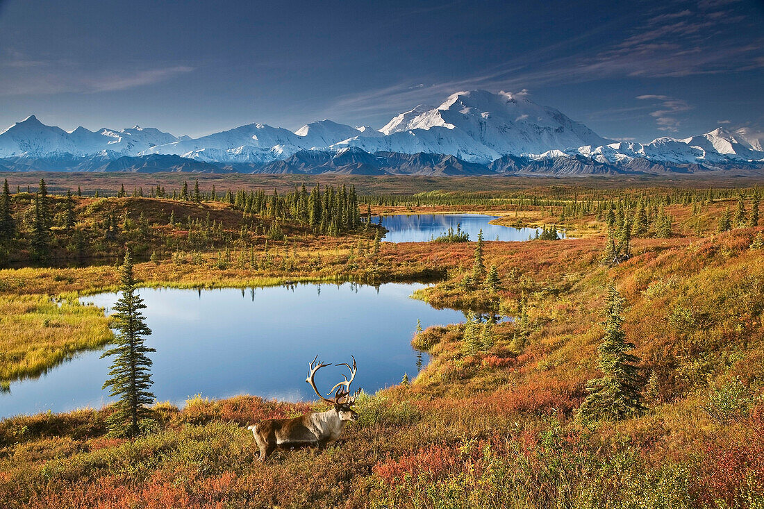 Scenic of bull caribou and tundra pond with the northside of Mt. McKinley in the background, fall colors and Denali in the background, Denali National Park and Preserve, Alaska, Fall, COMPOSITE