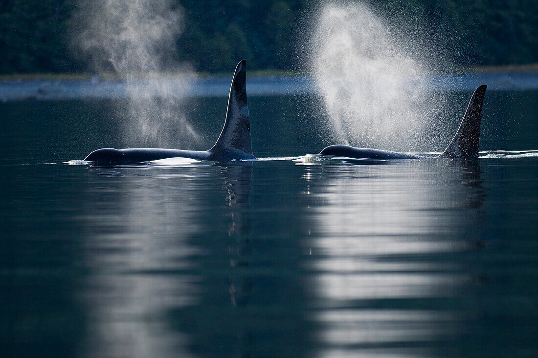 Orca Whales exhale (blows) as they surfaces in Alaska's Inside Passage, Southeast Alaska