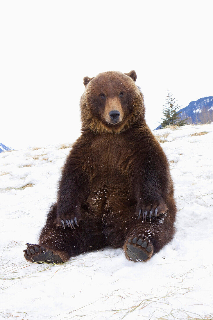 CAPTIVE: Grizzly during winter sits on snow at the Alaska Wildlife Conservation Center, Southcentral Alaska