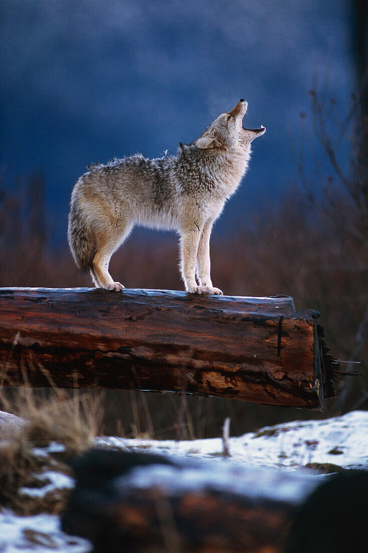 Coyote Standing on Log Alaska Wildlife Conservation Center Winter SC Alaska