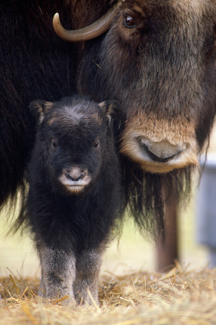 Closeup of Muskox Cow w/Calf Captive Alaska Wildlife Conservation Center SC Alaska Spring