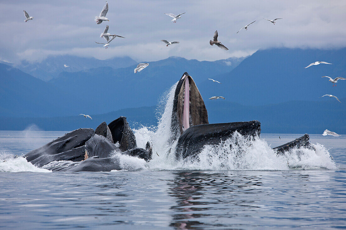 Humpback whales bubble net feeding for herring in Chatham Strait, Tongass National Forest, Inside Passage, Southeast Alaska, Summer