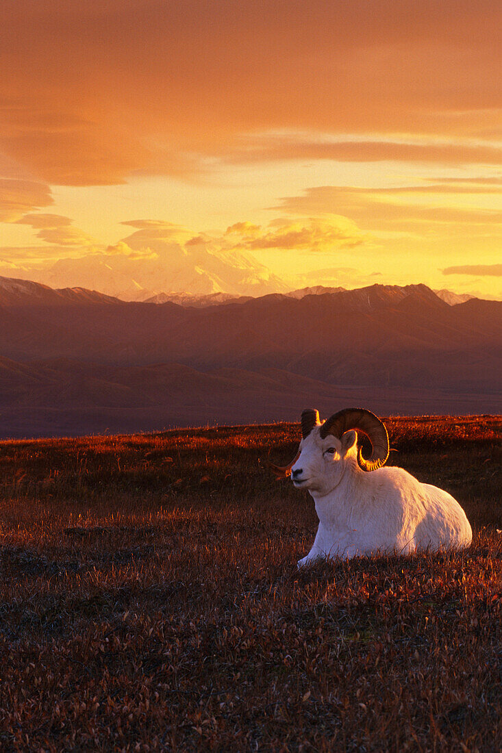 Ram Dall Sheep at Sunset in Front of Mckinley Denali NP