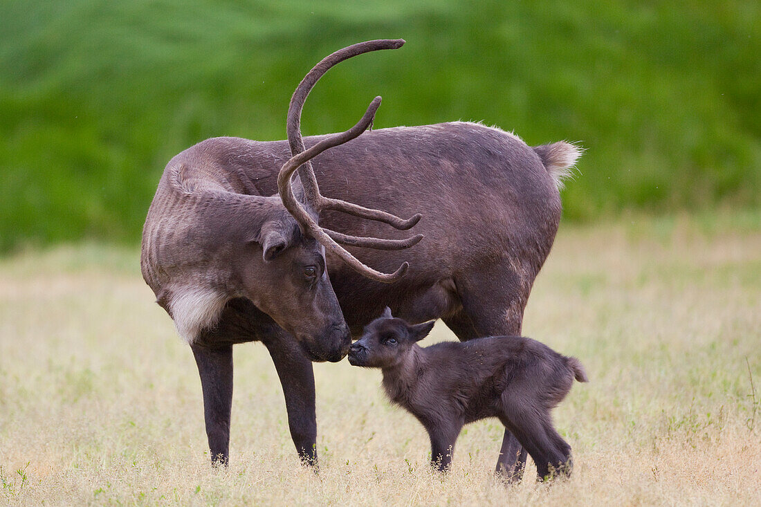 A day old Reindeer calf is nuzzled by its mother in a grassy field, Alaska Wildlife Conservation Center, Southcentral Alaska, Summer. Captive