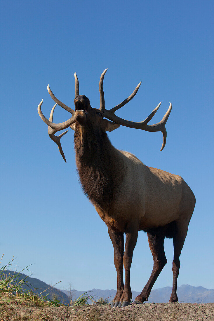 Close up view of a Rocky Mountain bull elk bugling during the Autumn rut at the Alaska Wildlife Conservation Center near Portage, Southcentral Alaska. CAPTIVE
