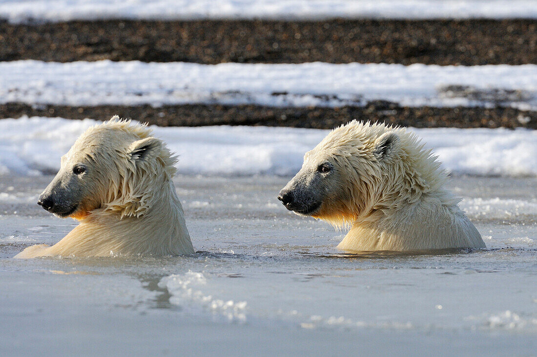 Two sub adult polar bears swim in slush ice along a barrier island outside Kaktovik, ANWR, Arctic Alaska, Fall