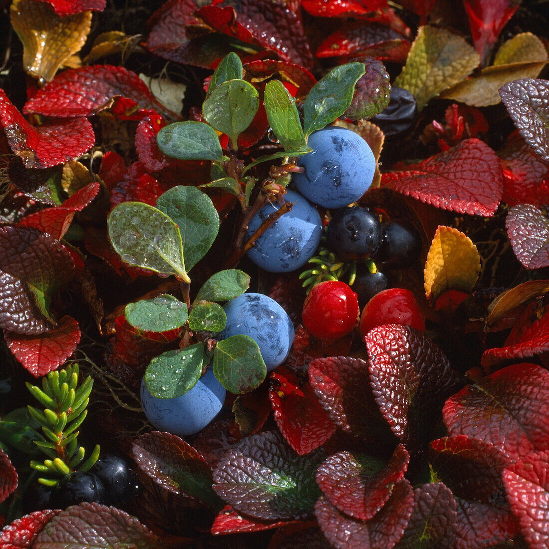 Closeup of wild blueberries cranberries & crowberries on tundra off Denali Hwy Southcentral Alaska Autumn