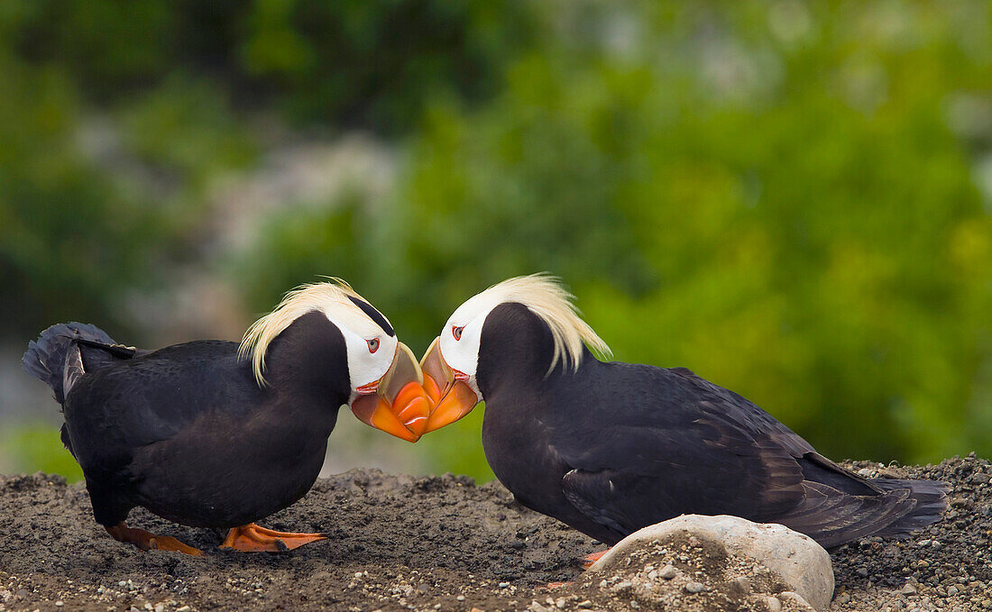 A pair of Tufted Puffins engaging in mating behavor on Middleton Island, Southcentral Alaska