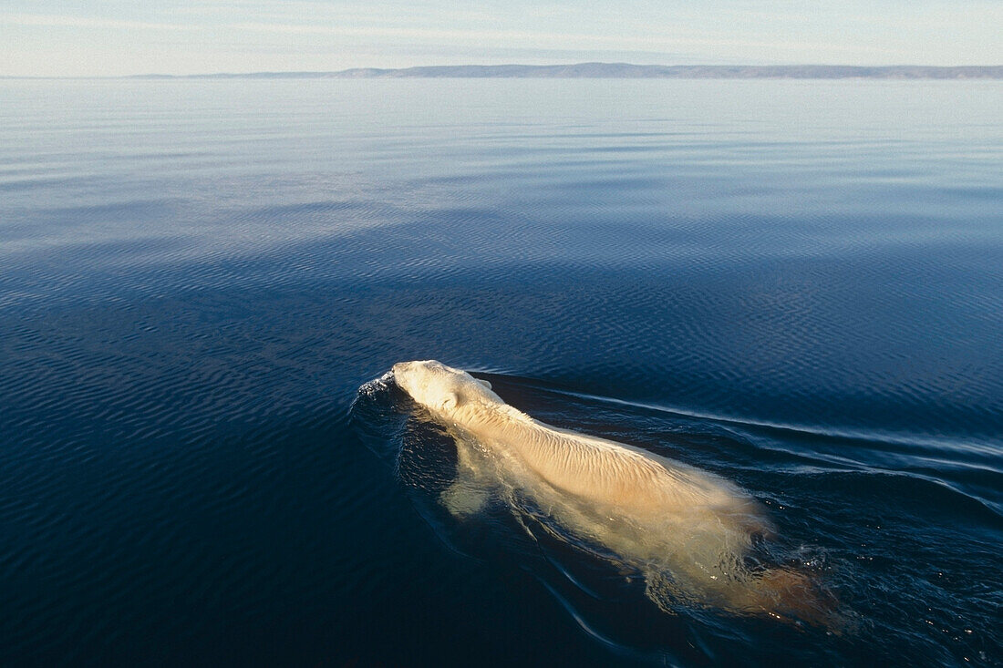 Polar Bear swimming in Hudson Bay Northwest Territory Canada Summer