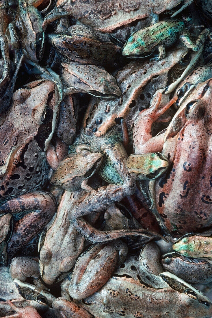 Close up of multi colored Wood frogs piled together spring Palmer Alaska