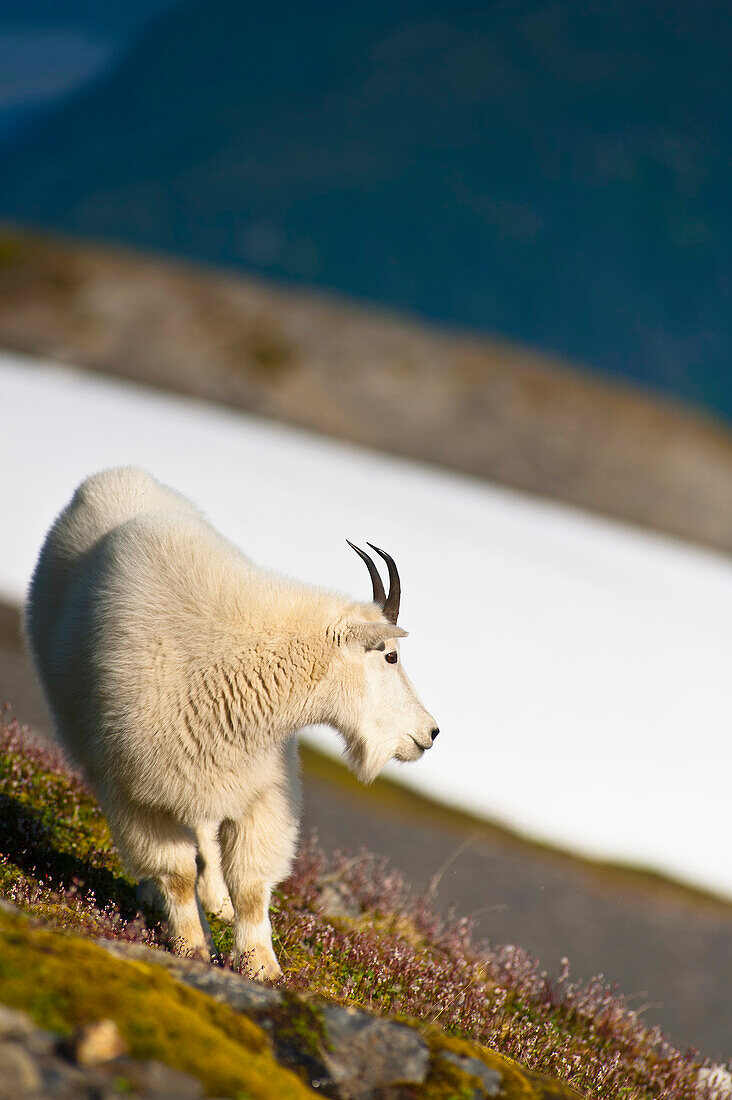 A Mountain Goat near Exit Glacier's Harding Icefield Trail grazing on plants, Kenai Fjords National Park, Kenai Peninsula, Southcentral Alaska, Summer