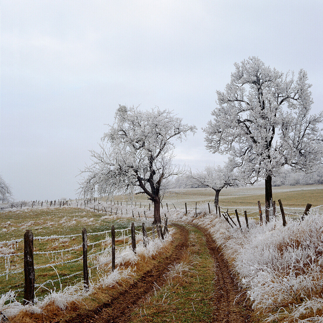 Frosty Trees & Road Olenwald Germany Winter