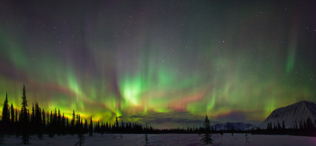 View of Northern Lights and spruce trees in Broad Pass, Southcentral Alaska, Winter